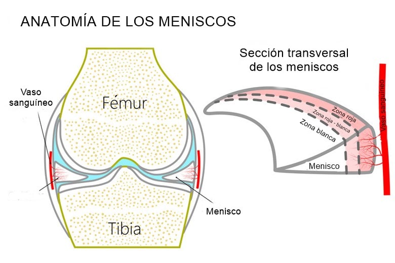 Ilustración sobre la anatomía de la rodilla y los meniscos