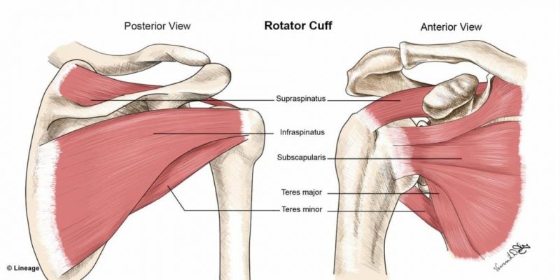 Imagen de músculos del manguito y los huesos de la articulacion del hombro
