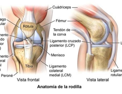 Rehabilitación del cruzado anterior: cómo empezar desde el primer día para recuperar tu rodilla